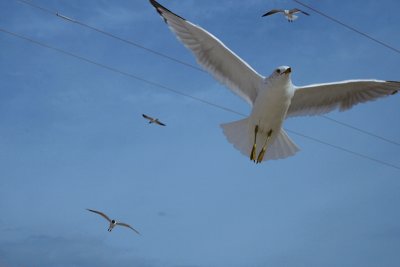 gull frenzy, Fort Island Beach
