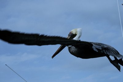 brown pelican in flight, Fort Island Trail