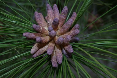 male pine cones, Eco-Walk Trail, Crystal River