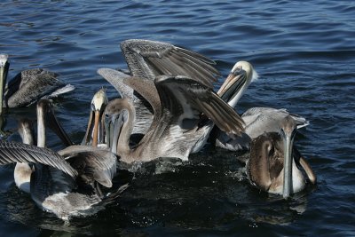 brown pelicans, Homosassa