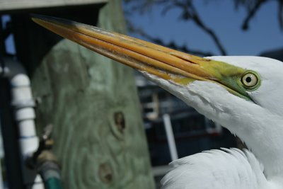 habituated egret, Homosassa