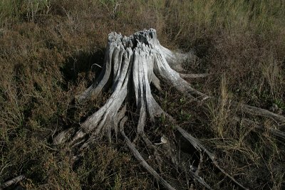stump, Ozello Trail