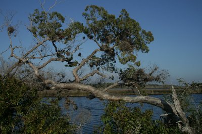 salt marsh, Ozello