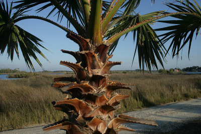 cabbage palm, Ozello