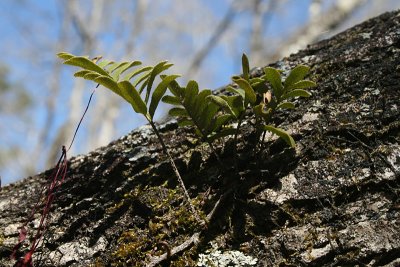 resurrection fern, downed tree, Waccasassa River