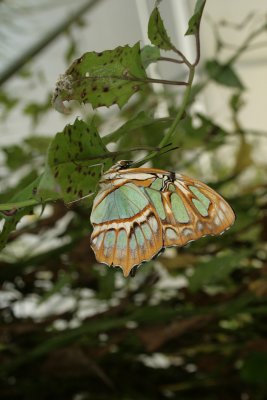 malachite butterfly, Homosassa Butterfly Farm