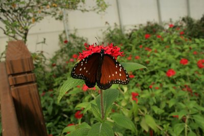 monarch queen butterfly, Homosassa Butterfly Farm