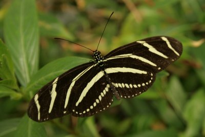 zebra butterfly, Homosassa Butterfly Farm