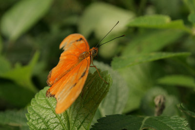 unidentified butterfly, Homosassa Butterfly Farm