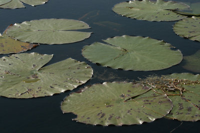 lily pads, Lake Holathlikaha, Fort Cooper State Park, Floral City