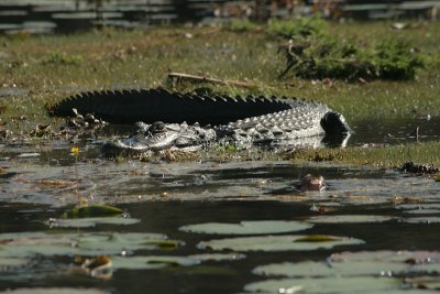 alligator, Lake Holathlikaha, Fort Cooper State Park, Floral City