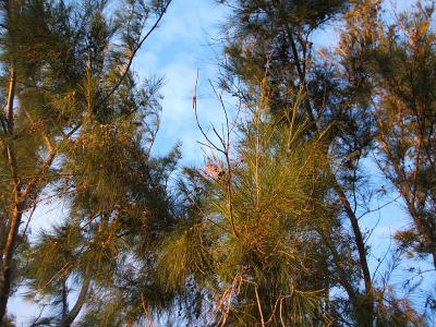 Colombian pine trees on our beach