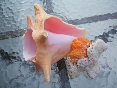 a conch shell found just offshore
