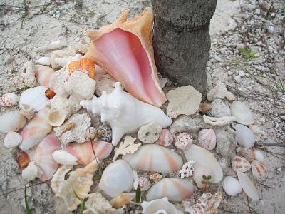 collected shells, base of palm tree