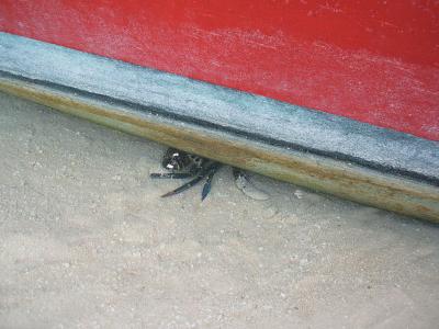 shy crab under boat, Sandy Point