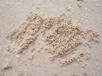 bizarre sand globs, each about 1/8 in diameter, Sandy Point