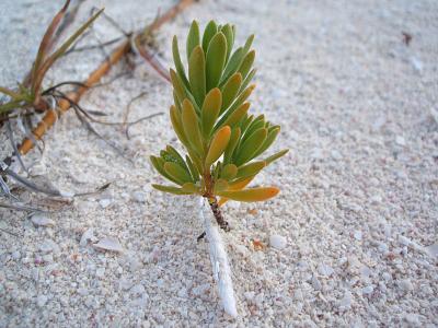 another beach plant, Three Mary Cays