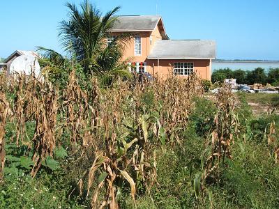 house with corn shrivelling, Bottle Creek