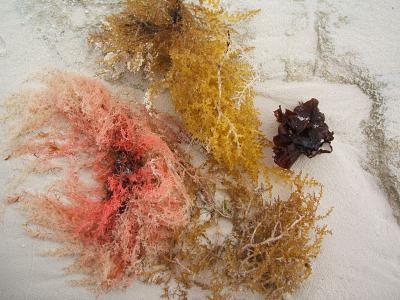 seaweed, Horsetable Beach