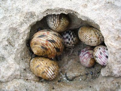 Bleeding tooth snails (Nerita peloronta), Horsetable Beach