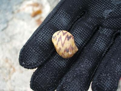 Bleeding tooth snail (Nerita peloronta), Horsetable Beach
