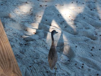 heron-like shorebird, Hollywood Beach Suites