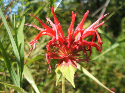 beebalm.jpg