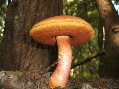 A bolete found along the shore.Jim Markowich