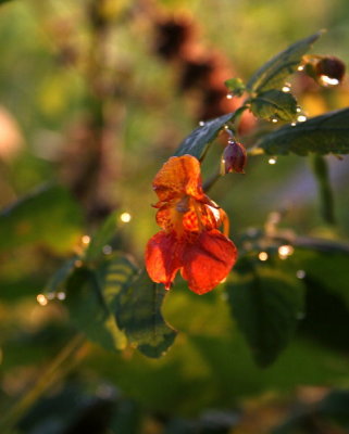 Jewelweed with Dewdrops