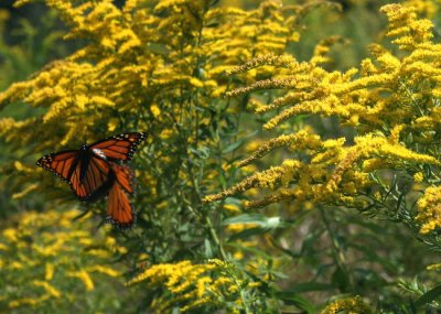 Monarchs in Goldenrod