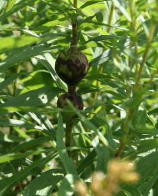 Gall on Goldenrod