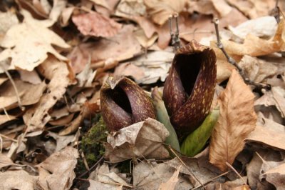 Sprouting Skunk Cabbage