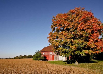 Round Barn In Fall - Pendleton, Indiana