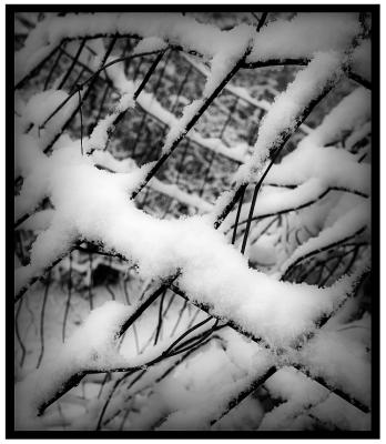 Snow On Fence /  Black&White