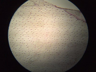 Onion Cells low power