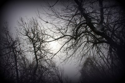 foggy winter day