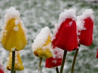 Cold Tulips