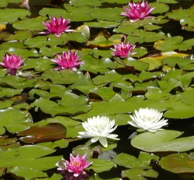 Heian Shrine Water lilies