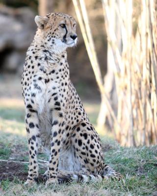 Posing Cheetah 1984-3-1