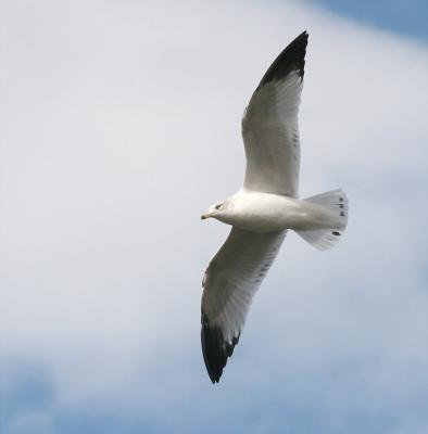 Grey Gull Overhead