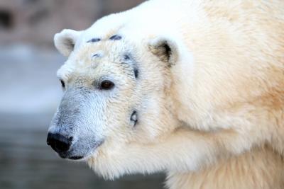 Battle Scared Polar Bear
