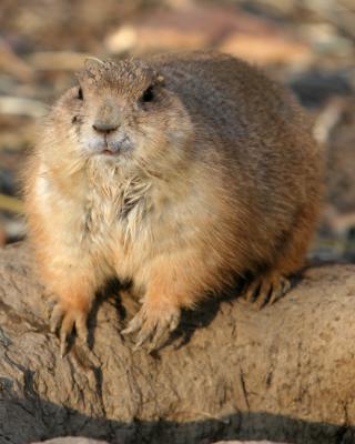 Groundhog Portrait