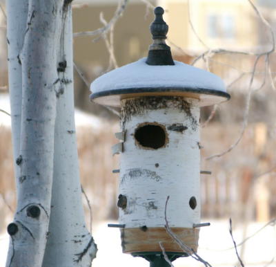 Birch Birdhouse and Aspen trees