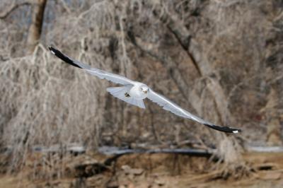 Yellow eyed wing span