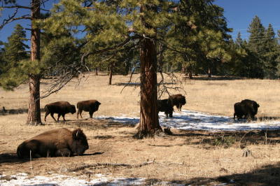 Bison