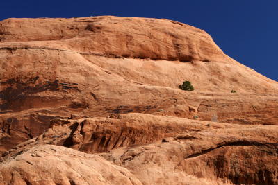 Lone Tree
