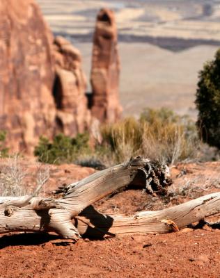 Desolate and Unforgiving