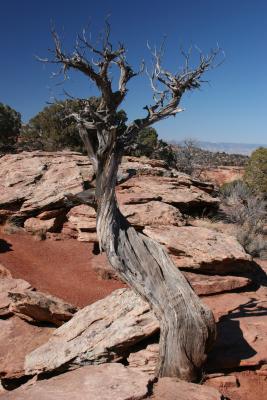 Naked Twisted Pine