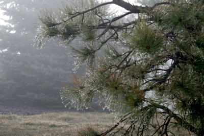Dripping Needles