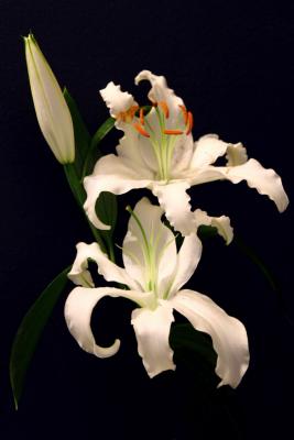 Trio of Lillies